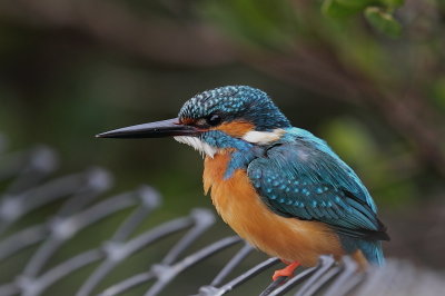 Common Kingfisher