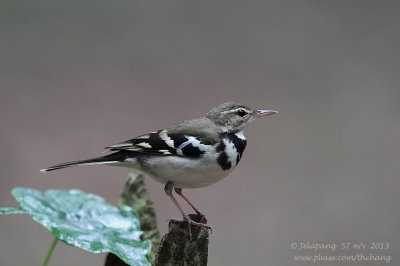 Forest Wagtail (Dendronanthus indicus)