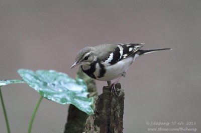 Forest Wagtail (Dendronanthus indicus)