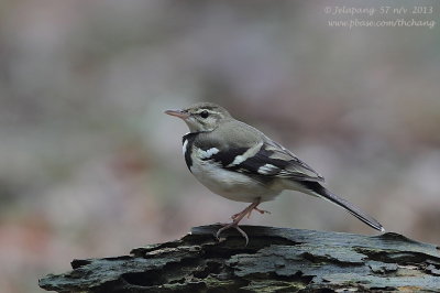 Forest Wagtail (Dendronanthus indicus)