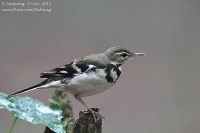 Forest Wagtail (Dendronanthus indicus)