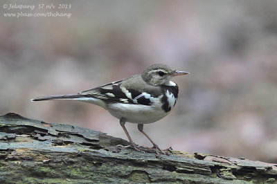 Forest Wagtail (Dendronanthus indicus)