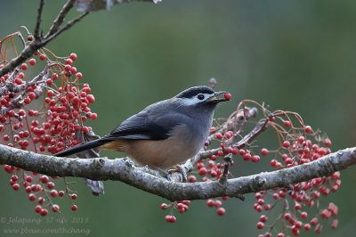 White-eared Sibia (Heterophasia auricularis)