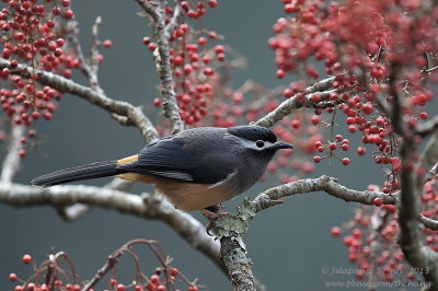 White-eared Sibia (Heterophasia auricularis)