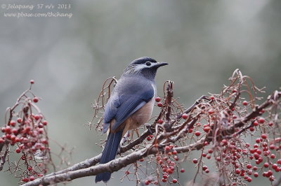 White-eared Sibia (Heterophasia auricularis)