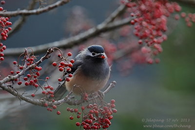 White-eared Sibia (Heterophasia auricularis)