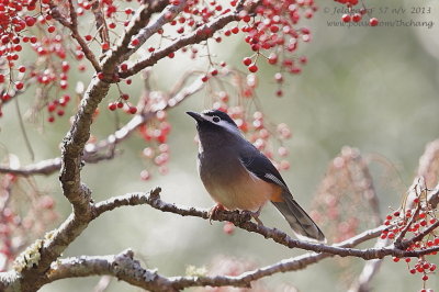 White-eared Sibia (Heterophasia auricularis)