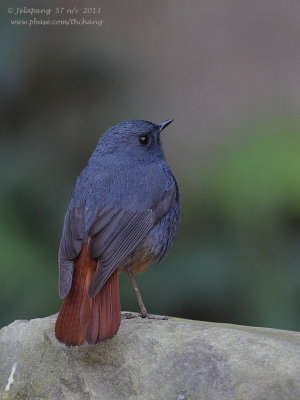 Plumbeous Water Redstart (Rhyacornis fuliginosa)