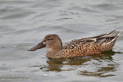 Northern Shoveler (Anas clypeata)