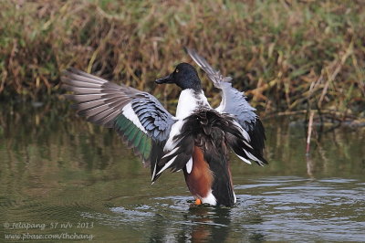 Northern Shoveler (Anas clypeata)