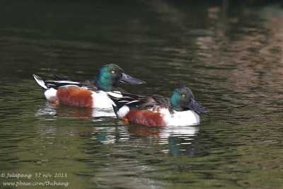 Northern Shoveler (Anas clypeata)