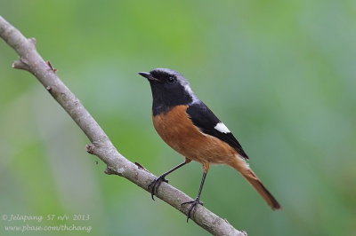 Daurian Redstart (Phoenicurus auroreus)