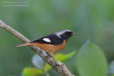 Daurian Redstart (Phoenicurus auroreus)