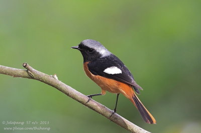 Daurian Redstart (Phoenicurus auroreus)