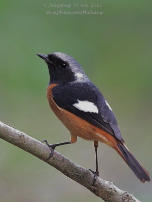 Daurian Redstart (Phoenicurus auroreus)