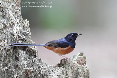 White-rumped Shama