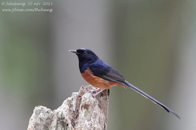 White-rumped Shama