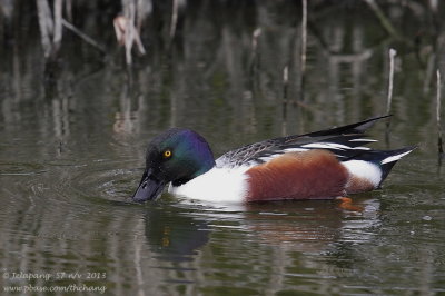 Northern Shoveler (Anas clypeata)