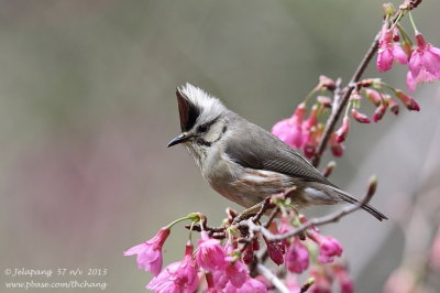 Taiwan Yuhina (Yuhina brunneiceps)