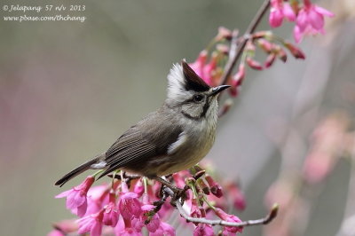 Taiwan Yuhina (Yuhina brunneiceps)