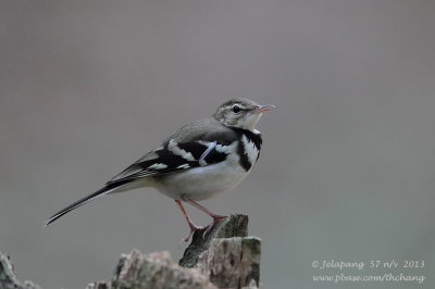 forest_wagtail_dendronanthus_indicus