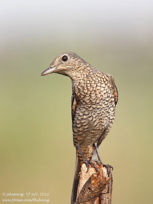 blue_rock_thrush (Monticola solitarius)