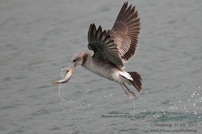 Herring Gull (Larus argentatus)