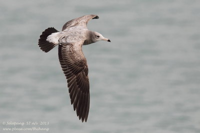 Herring Gull (Larus argentatus)