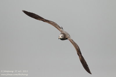 Herring Gull (Larus argentatus)