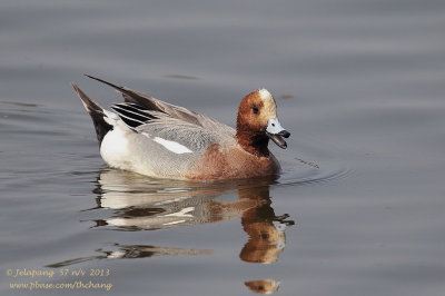 Eurasian Wigeon (Anas penelope)