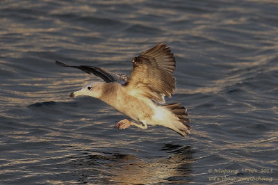 Herring Gull (Larus argentatus)