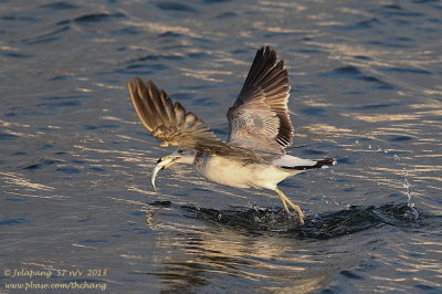 Herring Gull (Larus argentatus)