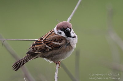 Eurasian Tree Sparrow (Passer montanus)