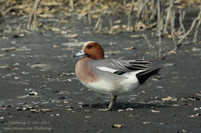 Eurasian Wigeon (Anas penelope)