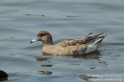 Eurasian Wigeon (Anas penelope)