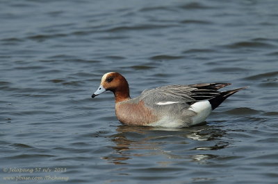 Eurasian Wigeon (Anas penelope)