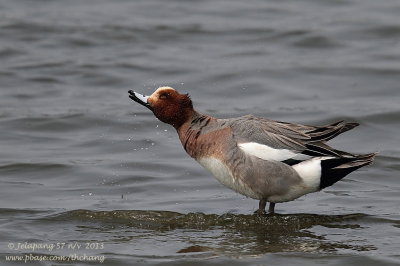 Eurasian Wigeon (Anas penelope)