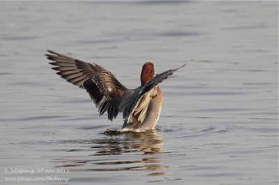 Eurasian Wigeon (Anas penelope)