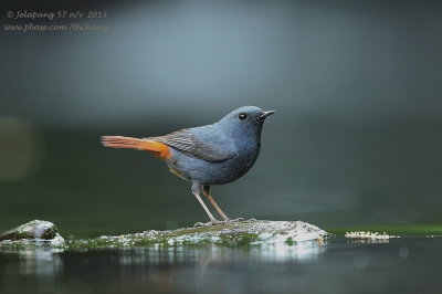 Plumbeous Water Redstart (Rhyacornis fuliginosa)