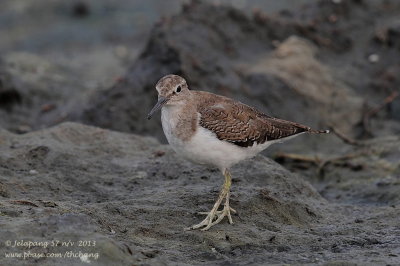 Wood Sandpiper (Tringa glareola)