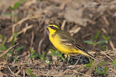 Yellow Wagtail