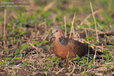 Spotted-necked Dove