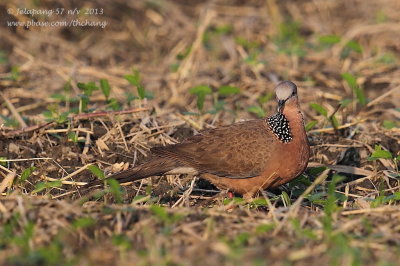 Spotted-necked Dove