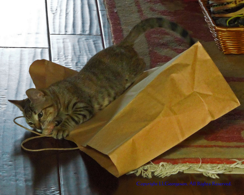 What Is It About Cats And Paper Bags?