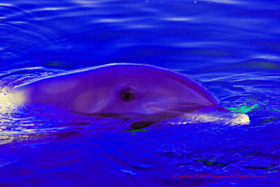 Dolphin Color Study