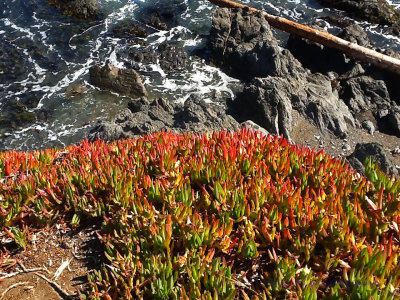 Ice Plants on the California Coast