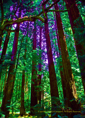Alien Forest