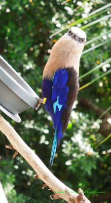 Waiting For His Lunch (African Blue Roller)