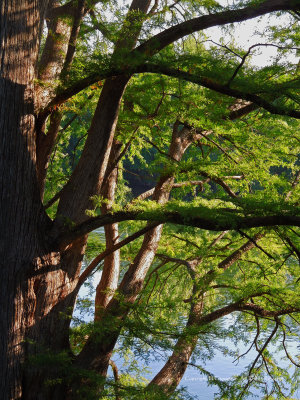 Cypress Giant