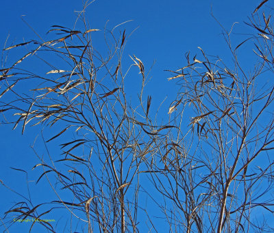 Desert Willows In Winter